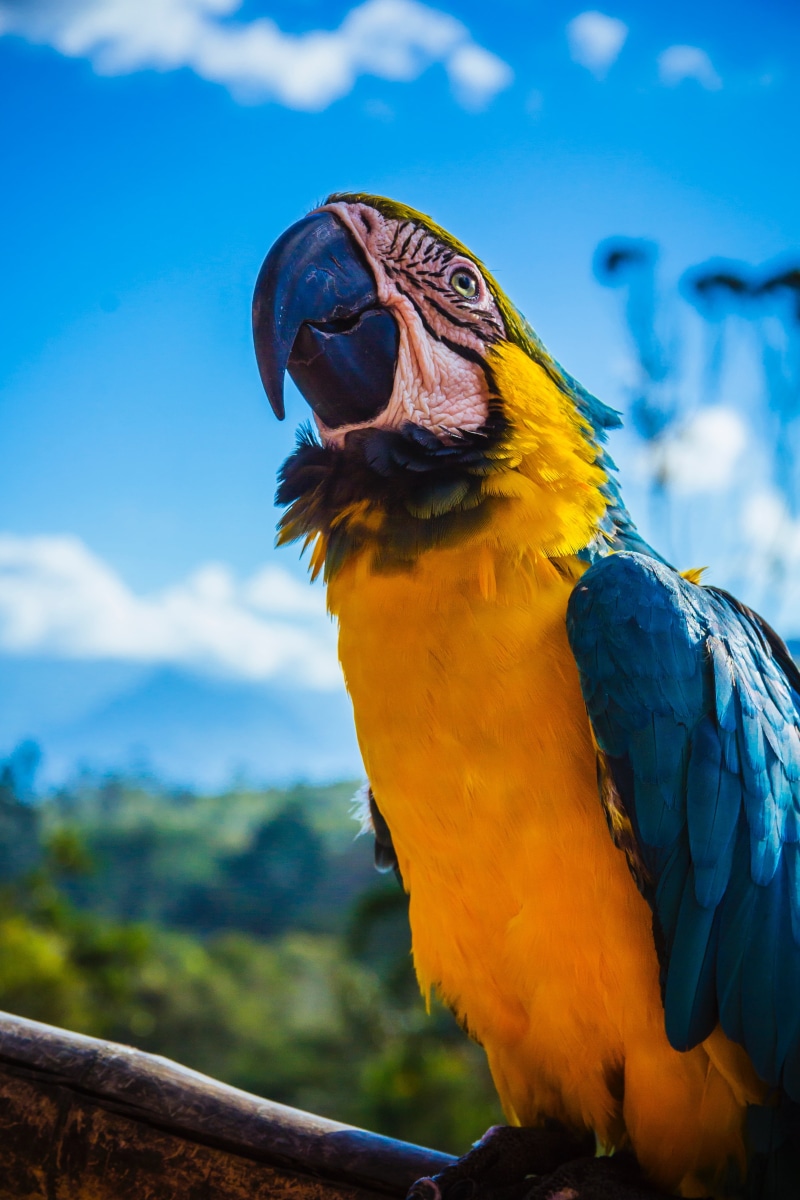 animals in the wild, beak, outdoors, tropical bird, blue, gold and blue macaw, bird, multi colored, no people, nature, one animal, rainforest, animal head