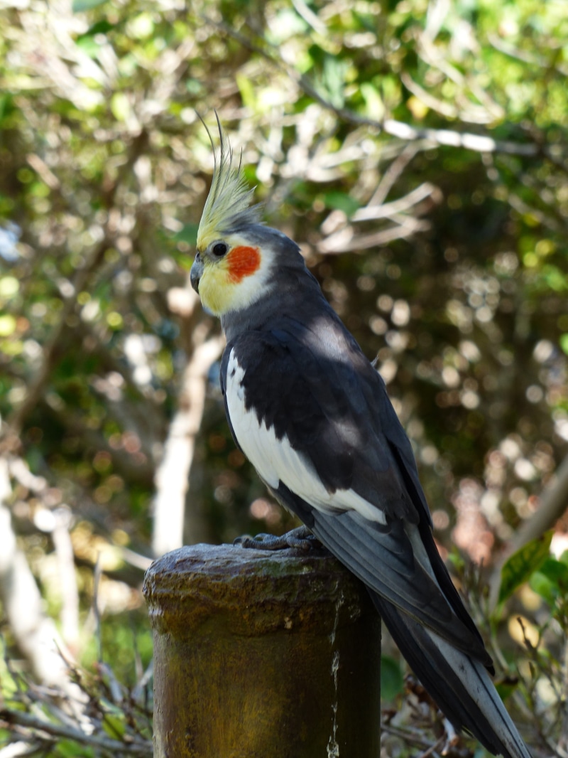 perched, cockatiel, one animal, beauty in nature, vertebrate, yellow face mask, perching, animal themes, cockatoo, outdoors, tree, post, day, animal wildlife