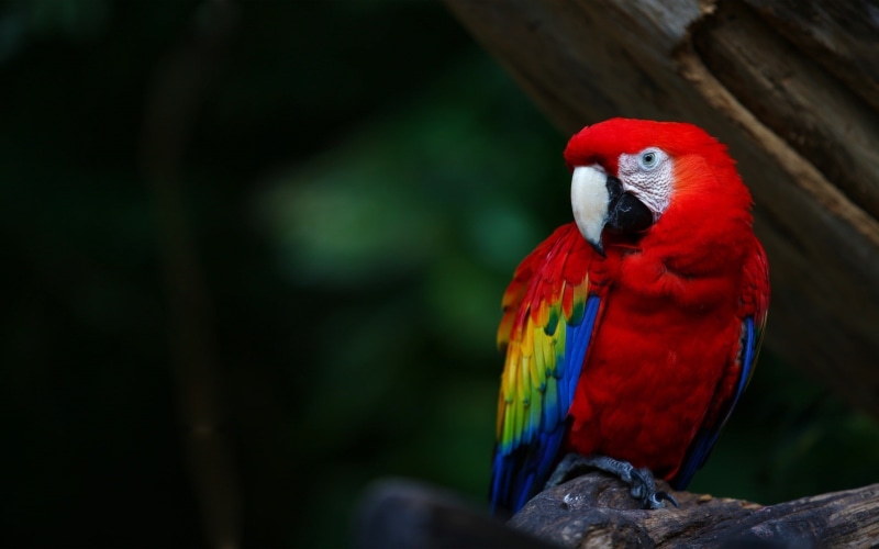 birds, macaws, parrot, nature, 1080P, animals, wildlife