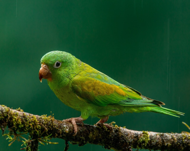 photography, multi Colored, Orange-chinned Parakeet, Costa Rica, yellow, Nature, 4K, wildlife, flash, parrot, animal, blue, shift, lens, animals In The Wild