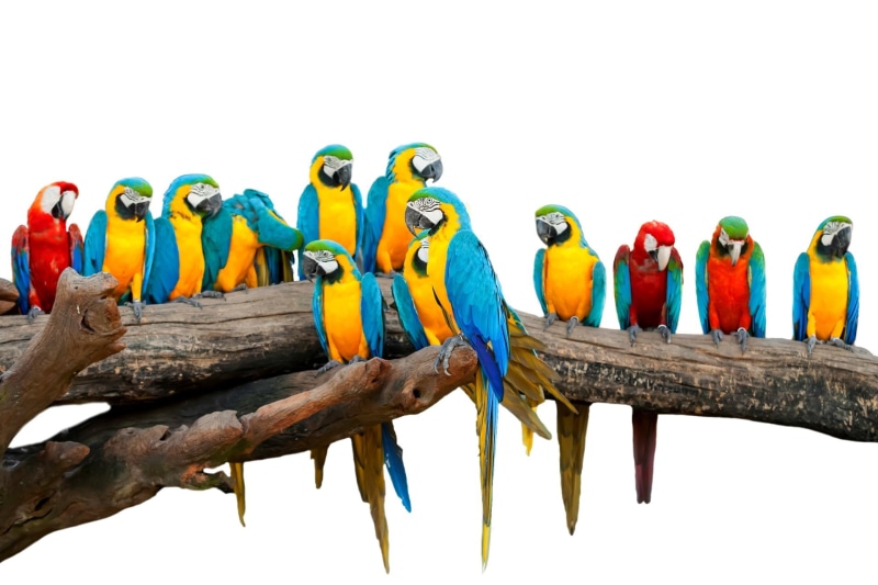 tree, blue, Bird, Parrot, nature, animals in the wild, no people, Blue-And-Yellow Macaw, vertebrate, Wildlife, branch, animal, group of animals, animal wildlife