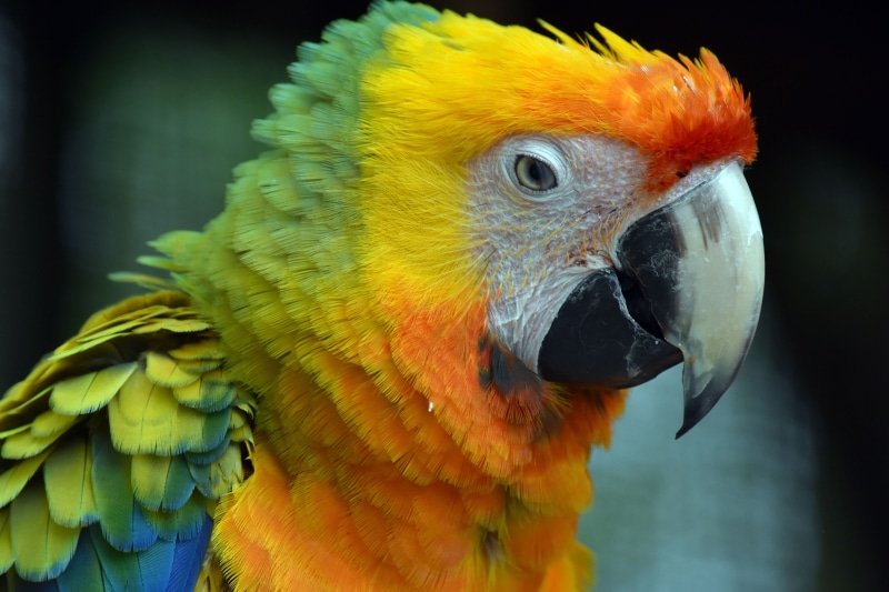 Wallpaper ID: 615810 / animal, yellow green, red, Macaw, wildlife, pets ...