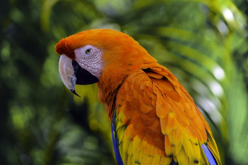yellow, multi Colored, multicolored, outdoors, macro, macro photography, tropical Climate, outdoor, animal, Macaw, nature, green  yellow, stunning, pets