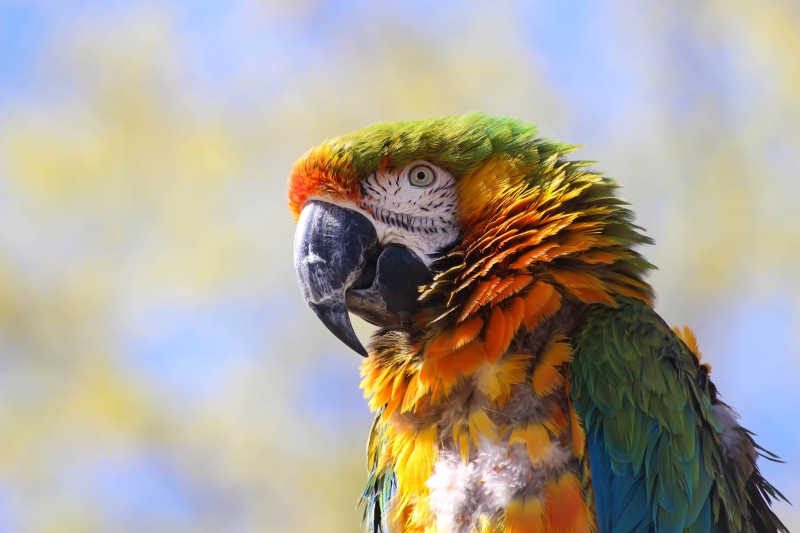bird, Zoo, 5K, tropical Climate, Ystad djurpark, Colorful, feather, yellow, orange, animal, pets, nature, parrot, ara, green, macaw, blue, beak, colors