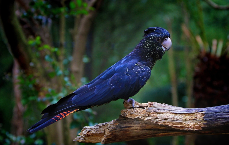 parrot, fly, cockatoo, twig, vivid, forest, vertebrate, pet, focus on foreground, one animal, wild, colorful, blue, 4K, tree, perching, wood - material