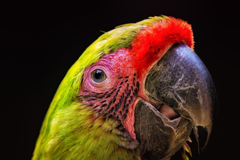 parrot, Ara, portrait, parakeet, bird, wildlife, 4K, green, photo, pets, beak, close, tropical Climate, zoo, nature, animal, yellow, macaw, green parakeet