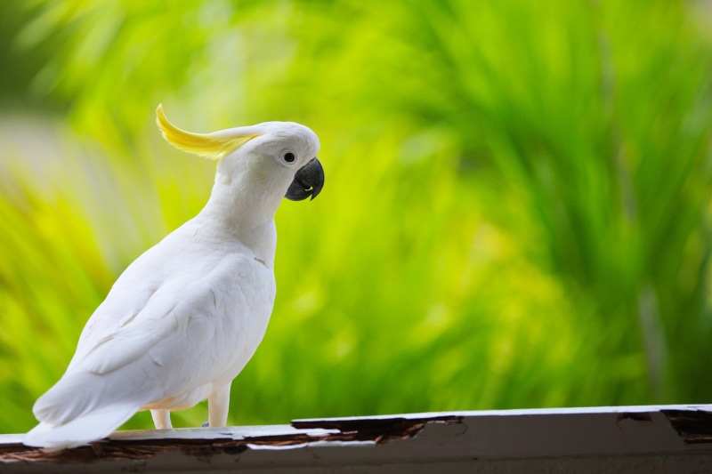 1080P, bird, wildlife, animal, nature, white, shallow, parrot, Sulphur Crested Cockatoo, photo, white cockatoo, shallow focus, cockatoo, focus, beak