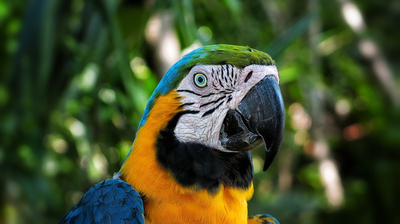photogrpahy, Macaw, Photography, Parrot, bird, yellow, multi Colored, feather, pets, Papagayo, gold And Blue Macaw, beak, closeup, G15, animal, nature