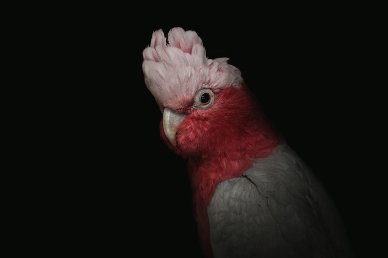 black, birds, portrait, male animal, studio shot, one animal, parrot, mammal, cockatoo, animal themes, indoors, red, animal head, bird, close-up, domestic