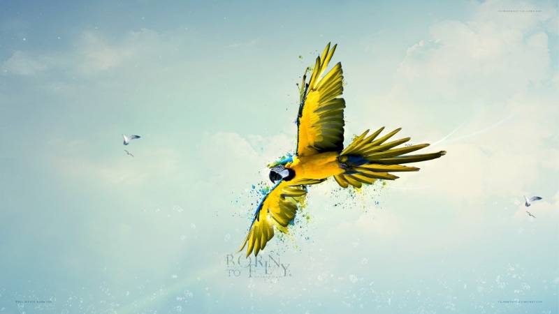 spread wings, sky, mid-air, yellow, motion, animal themes, vertebrate, one animal, flying, bird, black, no people, parrot, macaws, beauty in nature, animal wildlife