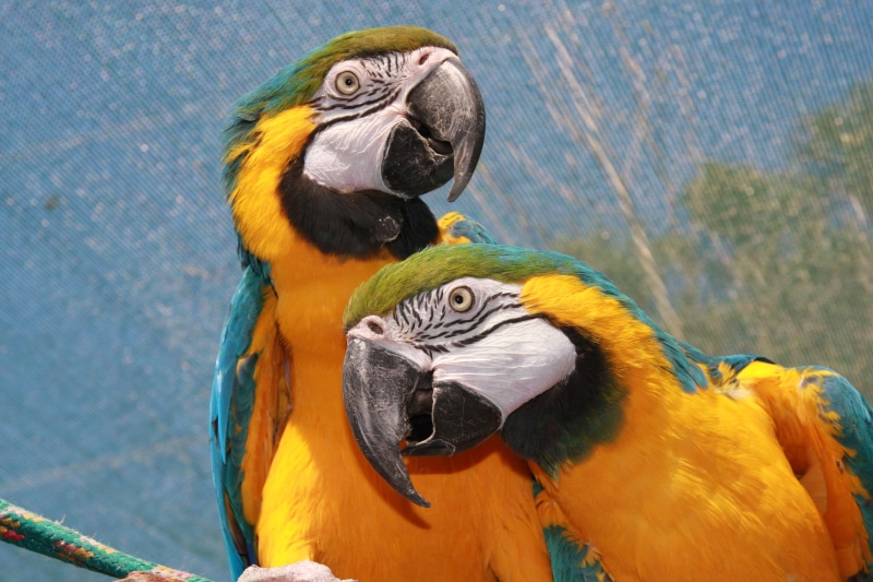 birds, group of animals, colorful, yellow macaw, 4K, nature, animals in the wild, exotic, head, animal themes, outdoors, gold and blue macaw, bird, yellow