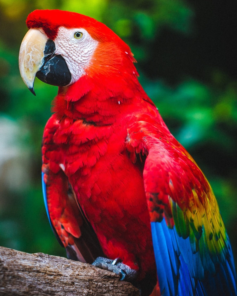 parrot, macaw, bird, color, beak, 2K, red