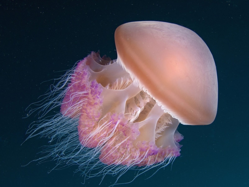 animal themes, invertebrate, floating on water, animals in the wild, marine, tentacle, blue background, animal wildlife, 720P, black background, close-up
