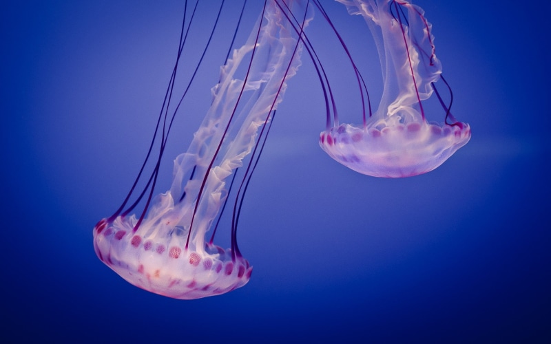 jellyfish, animals, 1080P, underwater