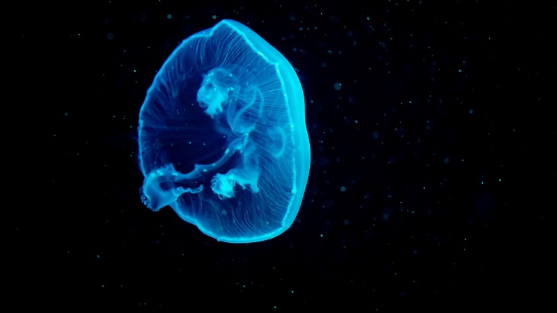 Jellyfish, Underwater, 4K, Blue Jellyfish, 4K