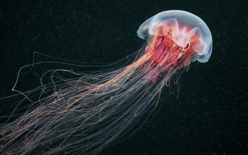 animal wildlife, animal themes, jellyfish, underwater, undersea, floating on water, animals in the wild, China, water, one animal, no people