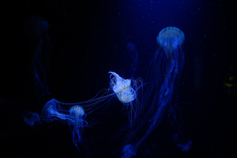 jellyfishes, tentacle, invertebrate, swimming Animal, undersea, sea, ocean, 4K, animals in the wild, indoors, animal, floating on water, thick, jellyfish