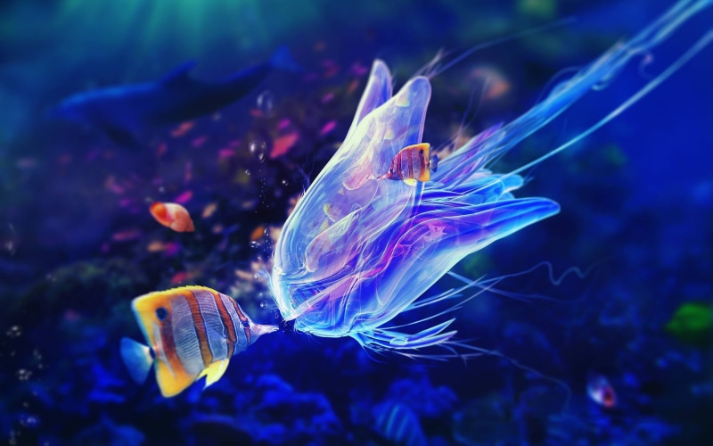 blue, no people, swimming, marine, sea life, undersea, tank, invertebrate, animals in the wild, sea, vertebrate, jellyfish, animal, one animal, purple