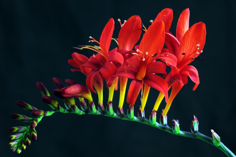 nature, flowering plant, flowering, freshness, bloom, garden, black background, petals, inflorescence, studio shot, flowers, pollen, freesia, petal, fresh