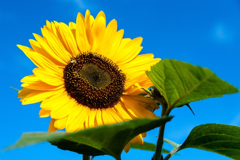 plant, yellow, Flower, photo, blue, rural Scene, Eastern Promenade, close, outdoors, leaf, Sunflower, summer, sky, agriculture, 4K, petal, seed, sun, sunlight