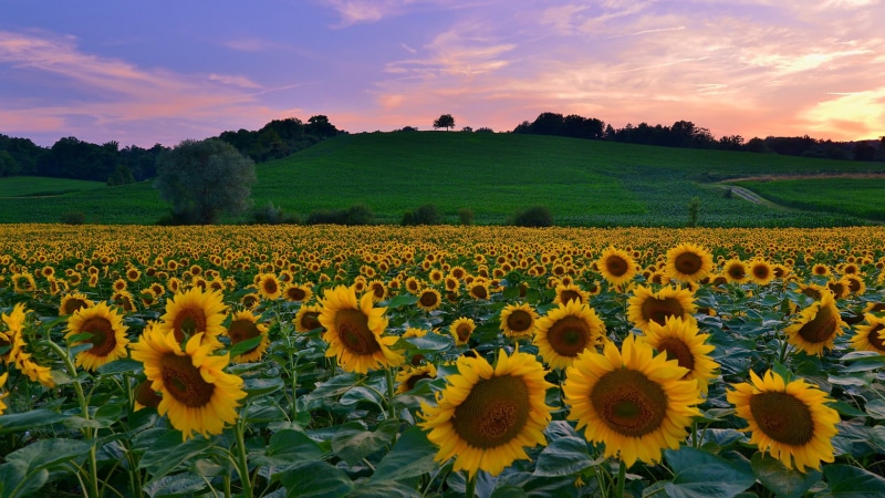 sunflowers, sun, pollen, petal, 1080P, stem, outdoors, yellow, flora, sunny, farm, single, springtime, flower head, flowering plant, flowerbed, head, no people