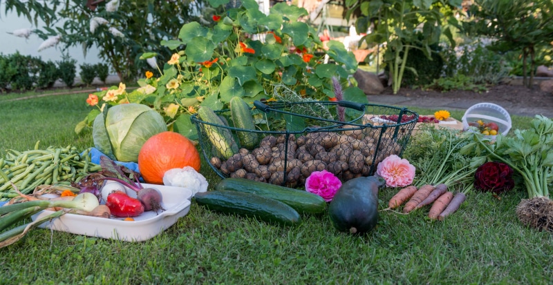 nature, vegetables, harvest, freshness, day, celery, growth, flower, carrots, autumn, assorted, cucumber, flowering plant, onion, vegetable garden, food and drink