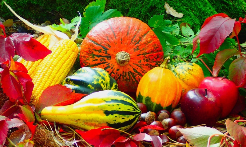 yellow, multi colored, healthy, autumn, fruit, thanksgiving, 4K, plant, natural, wood, variation, nature, food, apple, lot, high angle view, day, outdoors