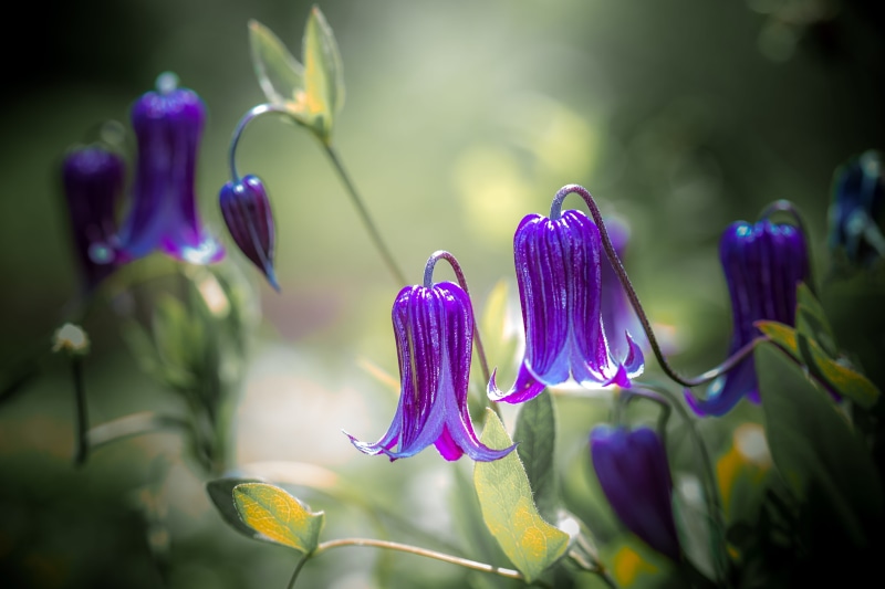vibrant color, texture, fresh, fragility, selective focus, environment, spring, focus on foreground, petal, botany, green, botanical, colorful, garden