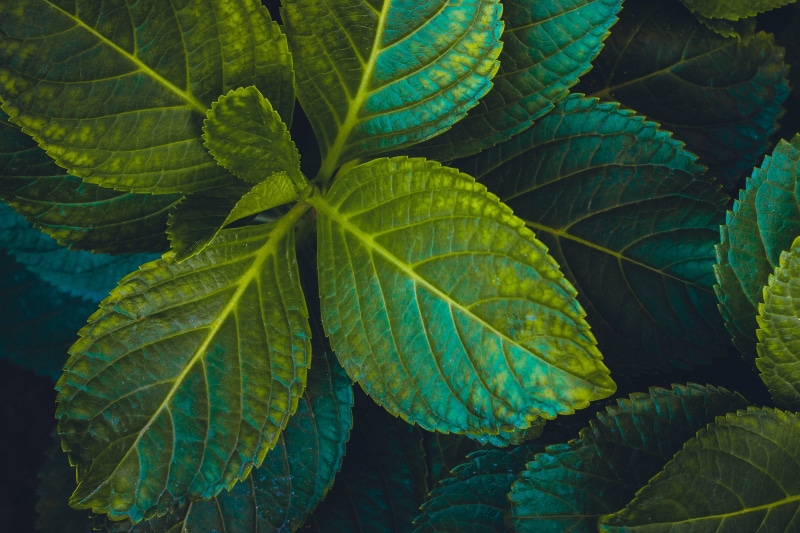  minimal, fresh, plant part, freshness, sunlight, abstract, bright, green color, environment, exotic, leaves, outdoor, light, tone, backgrounds