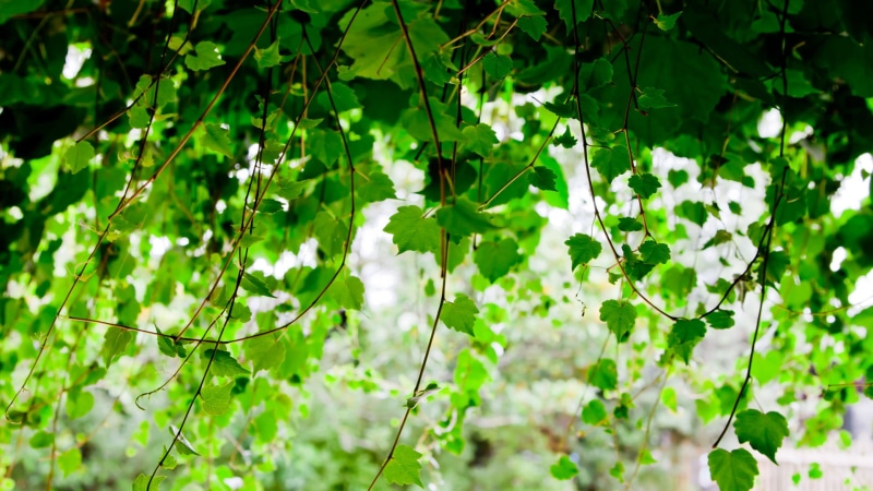 botany, close, field, summer, outdoors, stem, detail, branchlet, foliage, color, botanical, nature, no people, autumn, leaf, floral, forest, oak, fragility