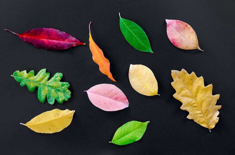 indoors, black background, shape, white, multi colored, plant, choice, background, november, golden, environment, isolated, leaves, tree, vivid, arrangement