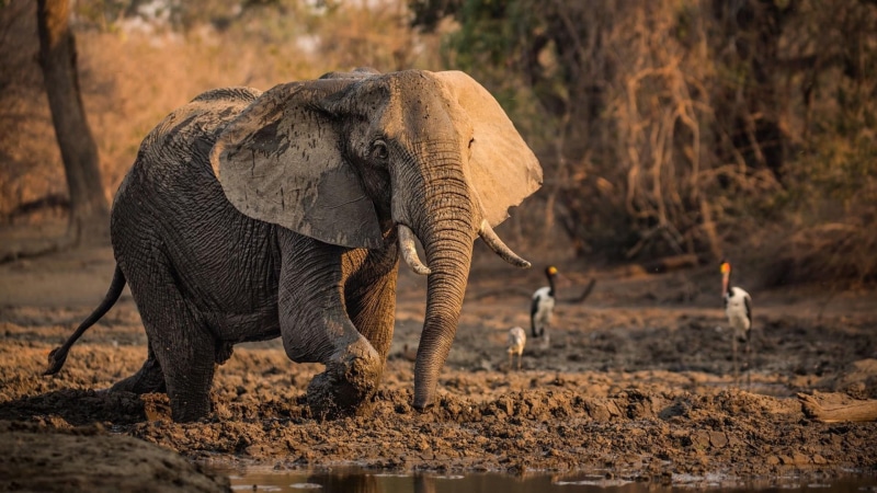 wildlife, wallow, fauna, no people, group of animals, africa, wild animal, safari, land, vertebrate, young animal, african elephant, mammal, animal, wilderness