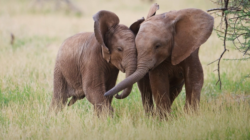 no people, animal themes, animals, elephants, mammal, elephant calf, baby animals, nature, brown, animal, vertebrate, grass, young animal, animal trunk