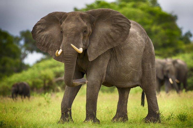 grey, elephant tusks, elephant, animals, elephants, 1080P, savannah, Africa