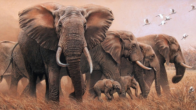 elephants, wildlife, baby elephant, painting, 1080P, art, elephant, artwork