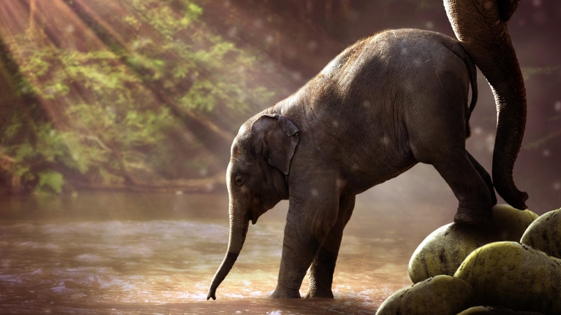 5k, baby elephant, diffident, wildlife, shy, 5K, sunbeam, calf, cute, snout, water, river, baby, elephant, 5k uhd, animal