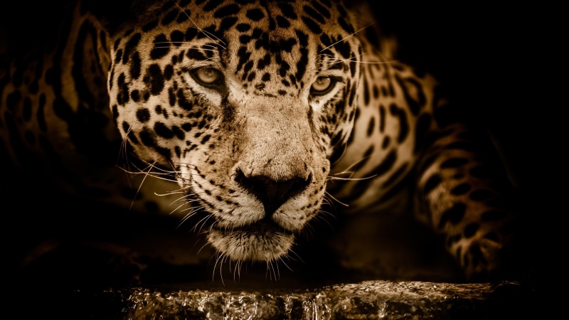 dark, wildlife, close up, 4K, look, wild animal, snout, face, amazing, terrestrial animal, big cats, jaguar, predator, eyes, whiskers