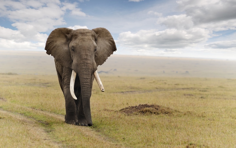africana, expedition, journey, big-five, kenya, nature, cloud, african  elephant, ivory, elephant, exotic  animals, tusk, travel, fauna, golden, natural
