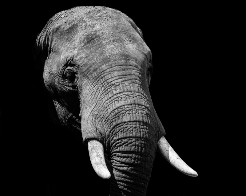 portrait, elephant face, animal wildlife, animal body part, animal head, elefante, elephant, monochrome, safari, wildlife, vertebrate, grayscale, animal trunk