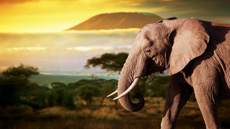 4K, savanna, grass, sky, wildlife, elephant, safari, terrestrial animal