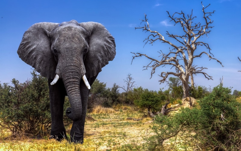 animal body part, land, 2K, sky, wildlife, animals in the wild, elephant, no people, tree, animals, safari, animal themes, nature, african elephant, outdoors