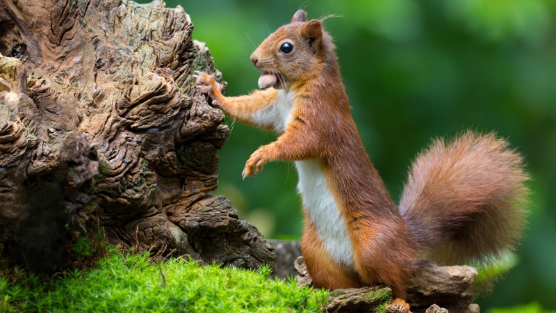 fox squirrel, squirrel, cute, wildlife, whiskers, snout, terrestrial animal, mammal, 4K, rodent