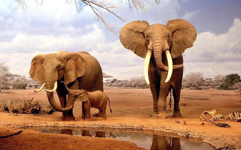 mom, animals, don, female, t, hole, 1080P, school, want, elephants, tusks, go, male, water