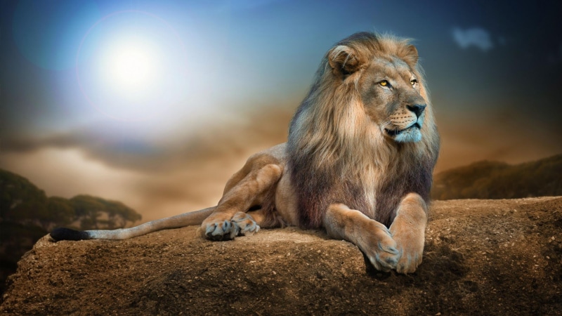 mammal, animal wildlife, feline, cat, whiskers, wild animal, sun, wildlife, rock, nature, sky, lion - feline, focus on foreground, sitting, looking away