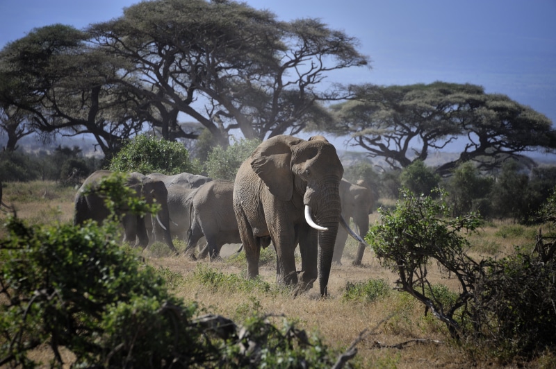 savannah, male, large, national, wildlife, safari Animals, leader of the pack, africa, Kenya, photography, mammal, nature, acacia, amboseli, group, East Africa