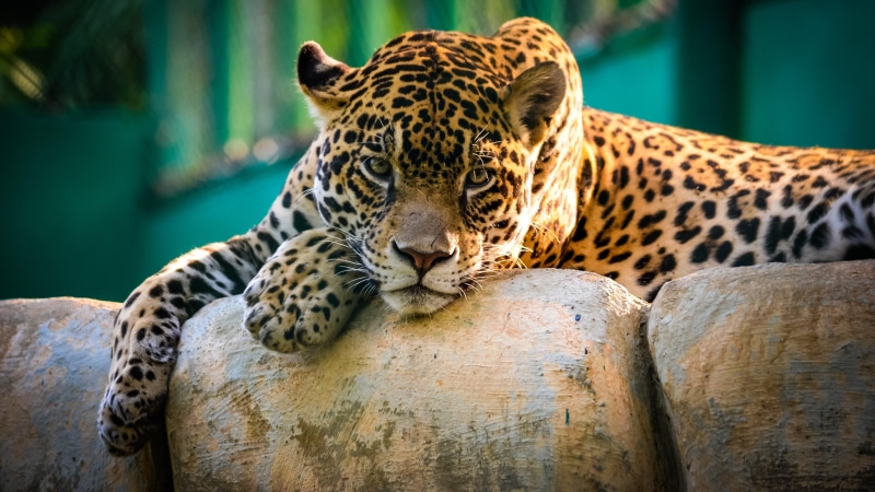 terrestrial animal, sadness, big cats, fauna, whiskers, jaguar, 4K, organism, sad, snout, wildlife