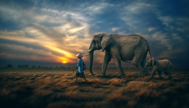 land, animals, beauty in nature, clouds, cloud - sky, grass, mammal, shorts, nature, men, one person, landscape, animal, one animal, s, vertebrate, sunset