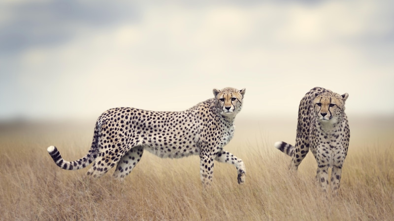 terrestrial animal, cheetah, 5k uhd, 5k, mammal, 5K, savanna, grassland, wildlife, big cats
