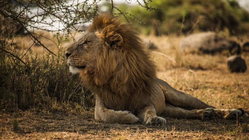 organism, masai lion, 4K, grass, lion, terrestrial animal, male, snout, whiskers, serengeti national park, safari, fauna, mane, wildlife, big cat, wilderness
