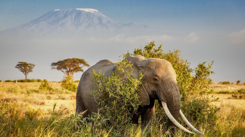 grass, african elephant, one animal, tusk, animals in the wild, kajiado, amboseli national park, outdoors, animal wildlife, grassland, animal themes, animal body part